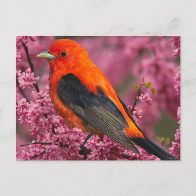 Scharlachrot (Piranga olivacea) Postkarte (Vorderseite)