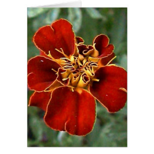 Scharlachrot Schönheit