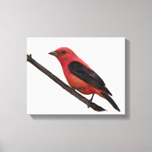 Scharlachrot Tanager-auf Niederlassung Leinwanddruck