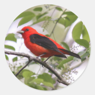 Scharlachrot Tanager- Runder Aufkleber