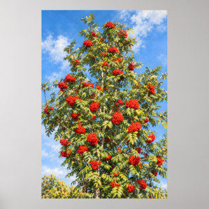 Scharlachrote Ebereschenbeeren unter einem sonnend Poster
