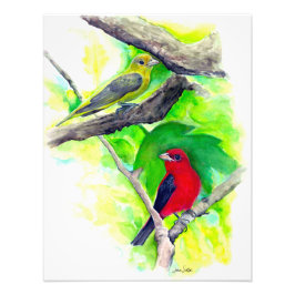 Scharlachrote Tanager Vögel Aquarellmalerei Fotodruck