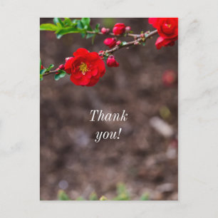 Scharlachroter Gipfel Danke Postkarte