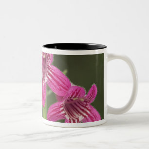 Scharlachroter Penstemon, Penstemon triflorus, Zweifarbige Tasse