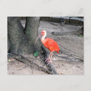 Scharlachsichler-Wildtier-Vogel-Naturfotografie Postkarte