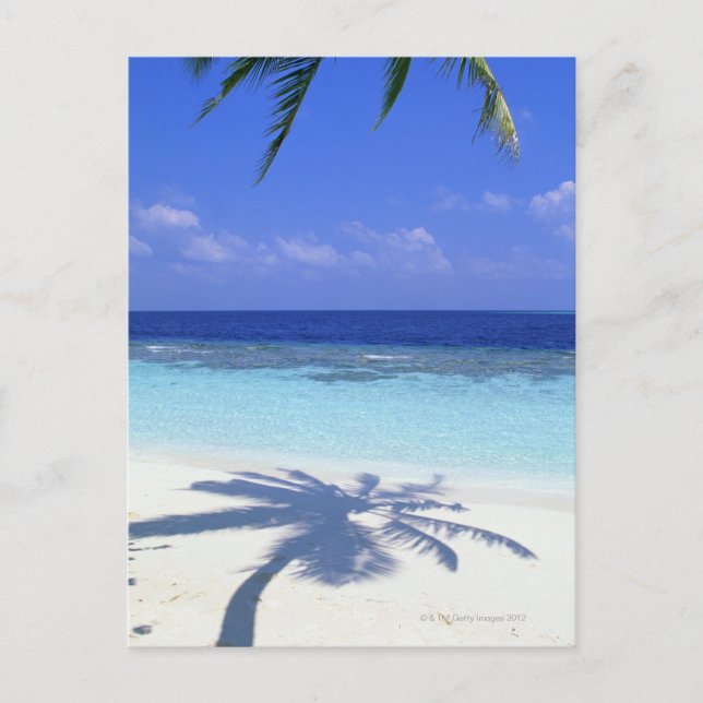 Schatten der Palme Postkarte (Vorderseite)