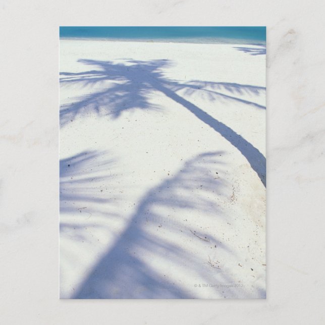 Schatten der Palme Tree 2 Postkarte (Vorderseite)