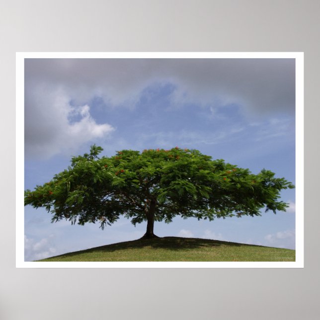 Schatten Poster (Vorne)