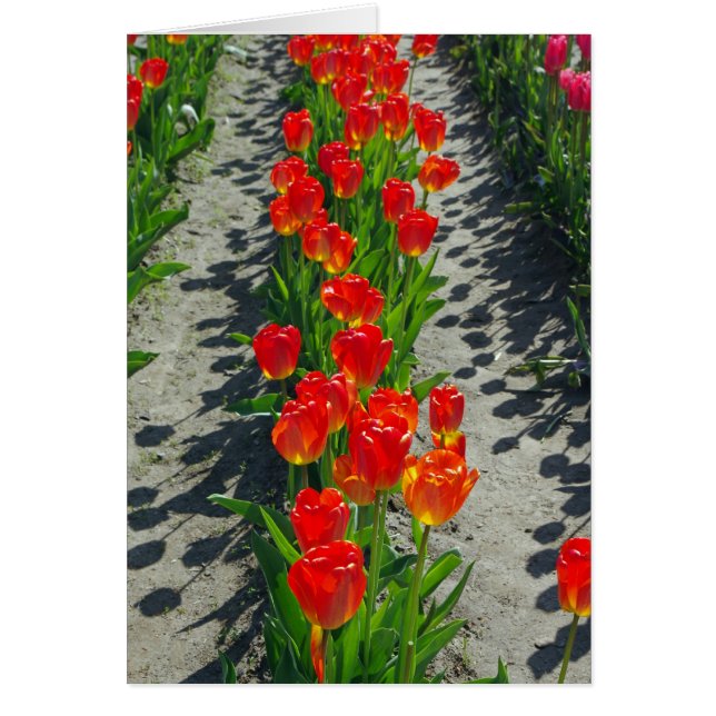 Schatten und I (Vorne)