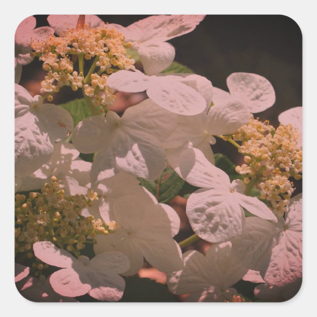 Schatten und leichte Lacecap Hydrangea Quadratischer Aufkleber (Vorderseite)