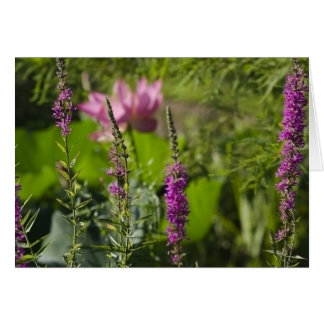 Schatten von rosa und von Lila