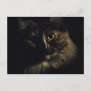 Schattenkatze Kunstfotografie Grüne Augen Kitty Postkarte
