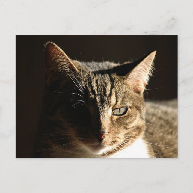 Schattenkitty Postkarte (Vorderseite)