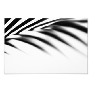 Schattenzen. Palmblätterblättern. Monochrom Fotodruck