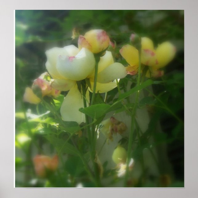 schattig poster (Vorne)