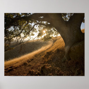 Schattige Eiche und Druck Kaliforniens Susnet Poster