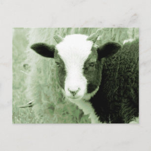 Schatz Lamm in grünlichen Tönen Postkarte