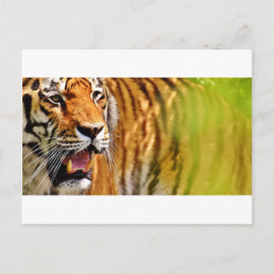 Schatz Postkarte