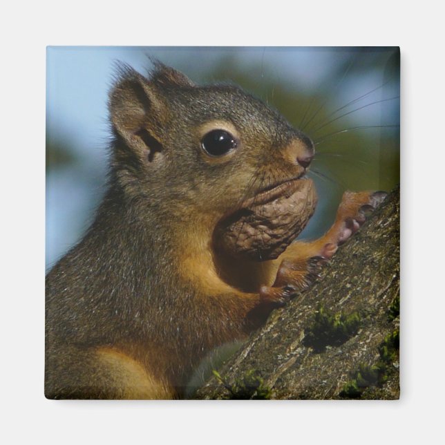 Schätze eines Chipmunks Magnet (Vorne)