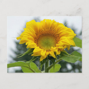 Schau mir Sonnenblume an Postkarte