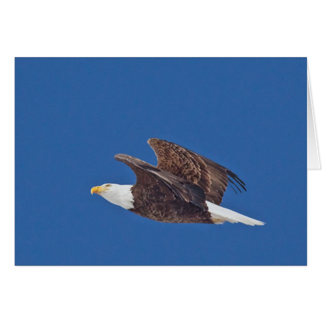 Schau nach oben, Adler (Vorderseite (Horizontal))