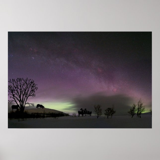 "Schau zurück." Border Collie Poster (Vorne)