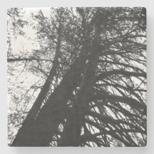 Schauen Sie in den Bäumen nach