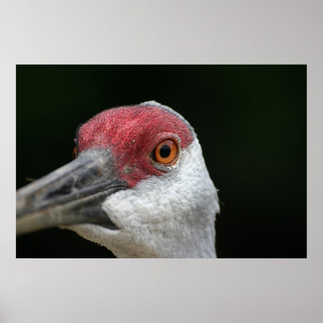 Schauen Sie sich an [Sandhill Crane] Poster (Vorne)