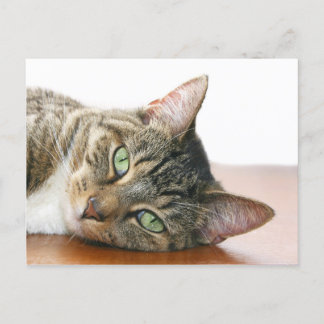 Schauen Sie sich Ihre Katze an Postkarte