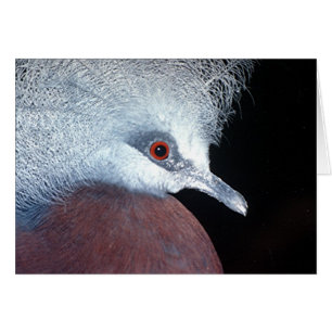 scheepmaker Kronentaube