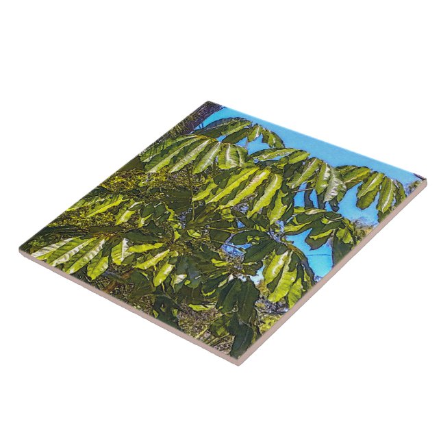 Schefflera Schirme Keramikfliese (Seite)