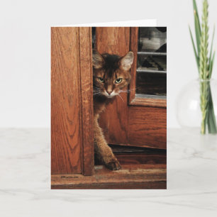 Schein in der Eingangs-somalischen Katzen-Karte Karte