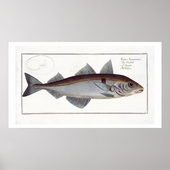 Schellfisch (Gadus Aeglefinus) Platte LXII aus 'Ic Poster (Vorne)