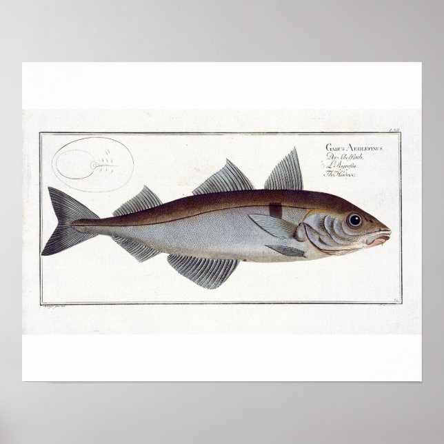 Schellfisch (Gadus Aeglefinus) Platte LXII aus 'Ic Poster (Vorne)