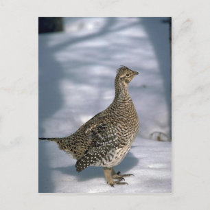 Schellfisch Postkarte
