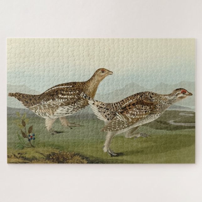 Schellfresser - Audubons Vögel in Amerika (Horizontal)