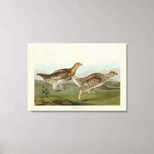 Schellfresser - Audubons Vögel in Amerika Leinwanddruck
