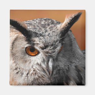 Schelm Magnet