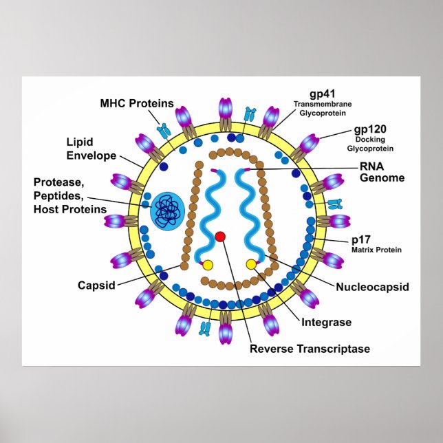Schematische Darstellung eines HIV-Virion-Diagramm Poster (Vorne)