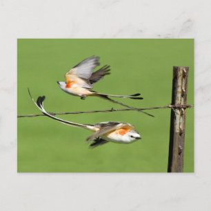 Schere im Flug Postkarte