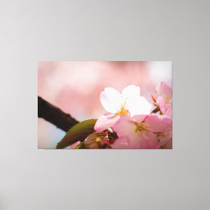 Scheue Kirschblüte versteckt sich hinter Blüten Leinwanddruck