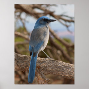 Scheuern Sie Jay Poster