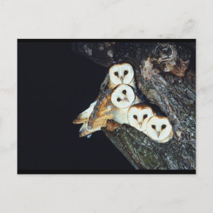 Scheunen in einem Baum Postkarte