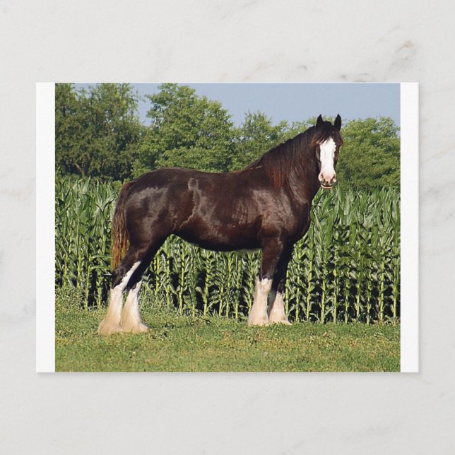 Schicksal Postkarte (Vorderseite)