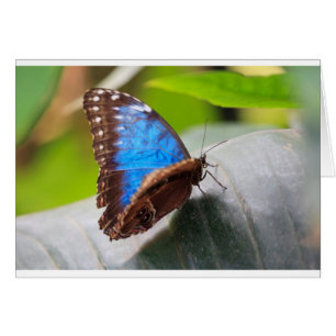 Schicksals-Geschenke