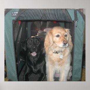 Schiefer und Sasha Poster