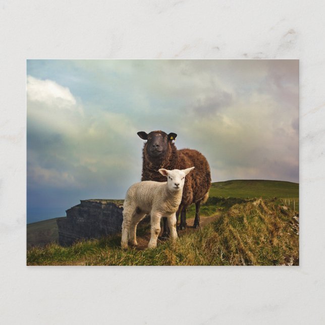 SCHIFF - KLIFFEN VON MOHER, LISKANNOR, IRLAND POSTKARTE (Vorderseite)