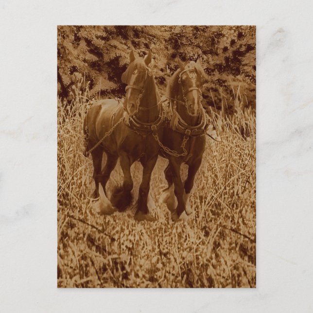 Schiffe bereit zum Pflügen Postkarte (Vorderseite)