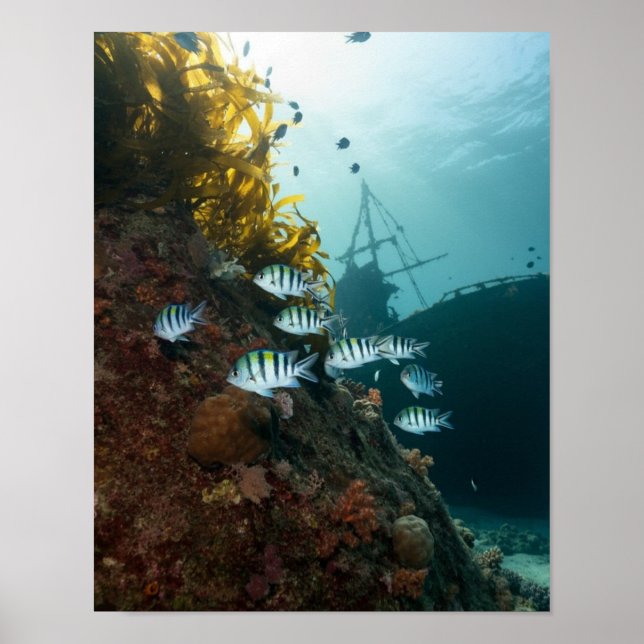 Schiffswrack versteckt hinter einem Riff Poster (Vorne)