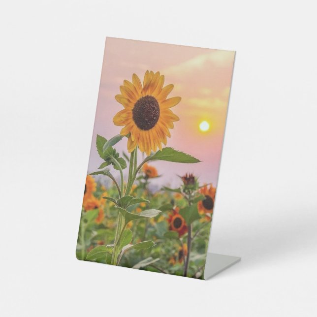 Schild (Vorderseite)